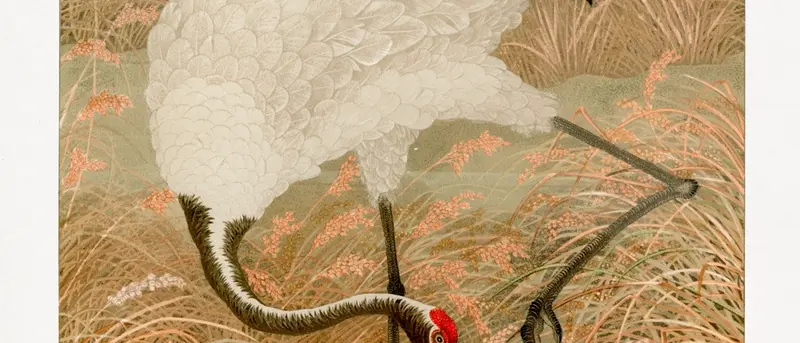 Sarus crane in rice field, vintage Japanese animal painting, by G.A. Audsley